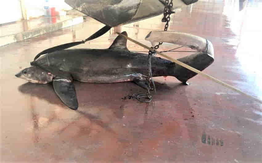 Ağlara kırmızı listede yer alan 6 metrelik sapan köpek balığı takıldı