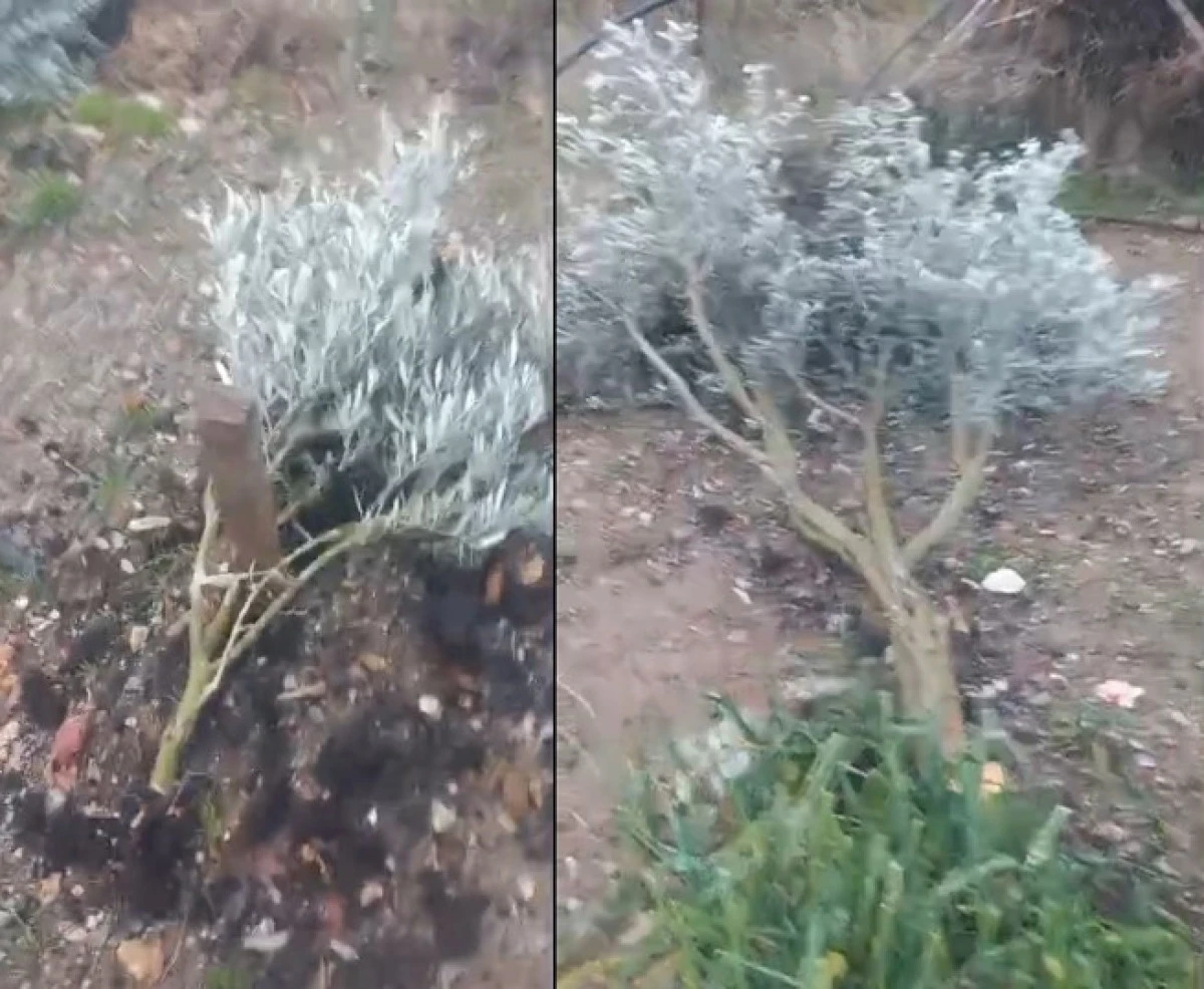 Alanya Bademağacı Mahallesi&rsquo;nde Zeytin Ağa&ccedil;larına Al&ccedil;ak Saldırı