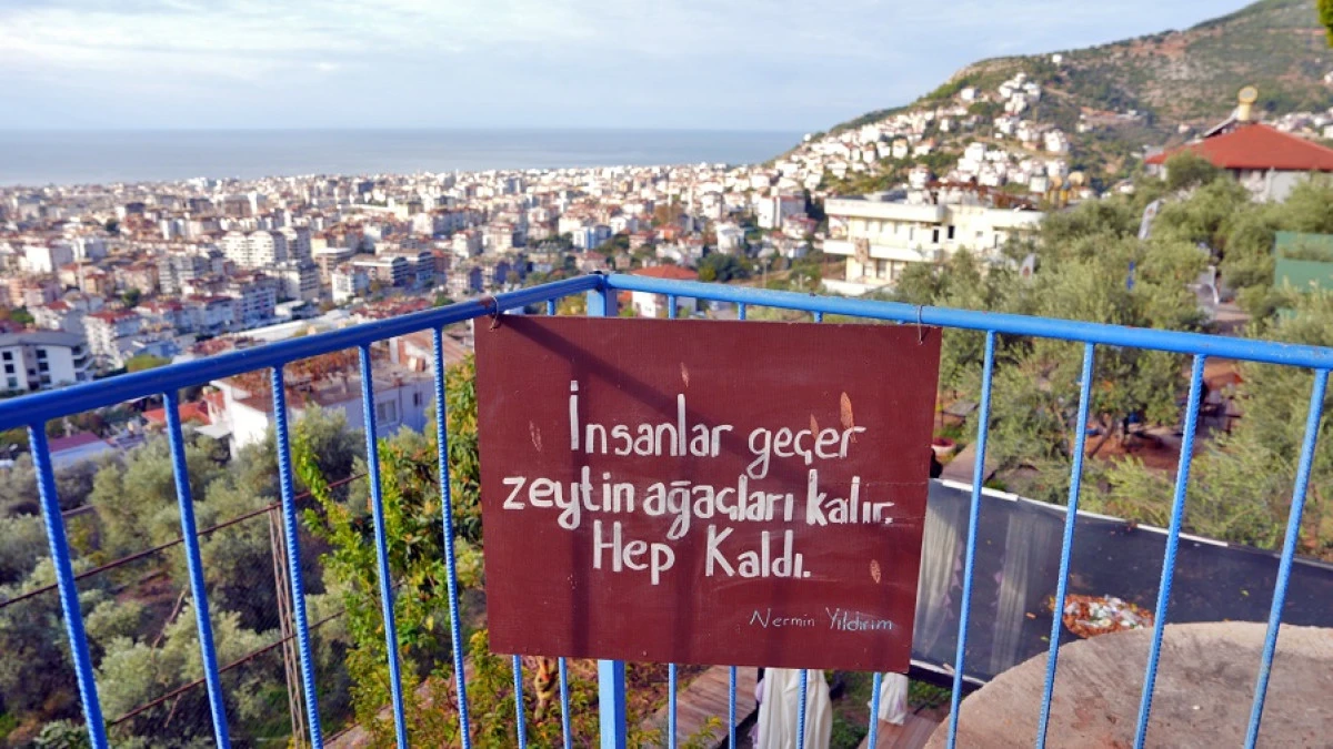 Alanya Belediyesi'nden Öğrencilere Geleneksel Zeytin Kırma Etkinliği