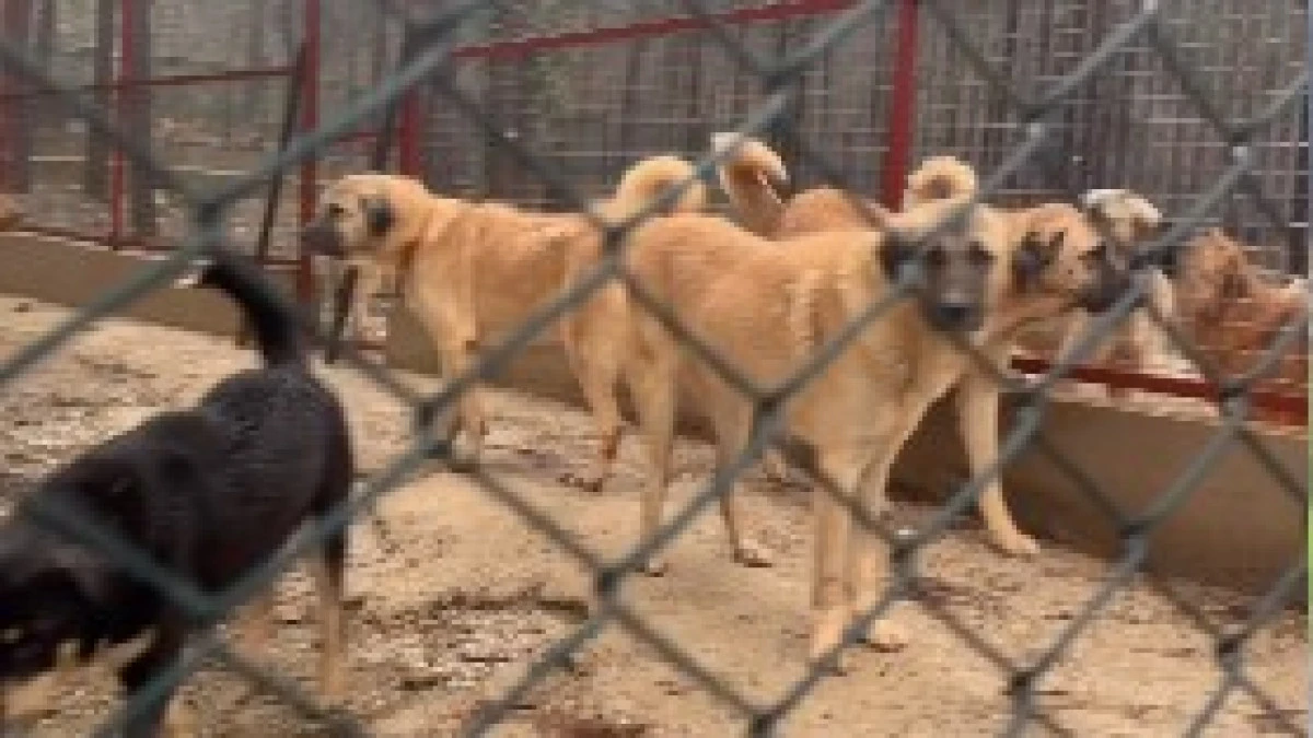 Alanya Demirtaş Hayvan Barınağındaki Durum Tepki &Ccedil;ekti