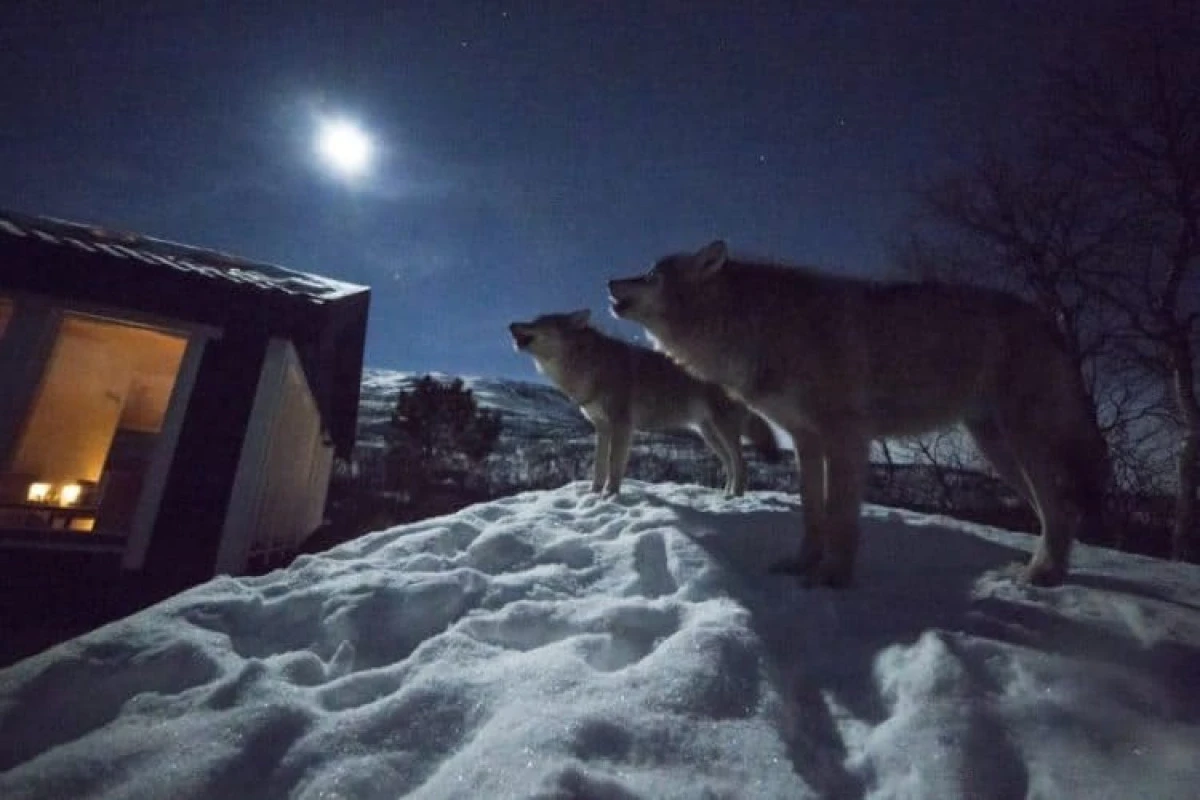 Alanya Fakırcalı’da Kurt Alarmı