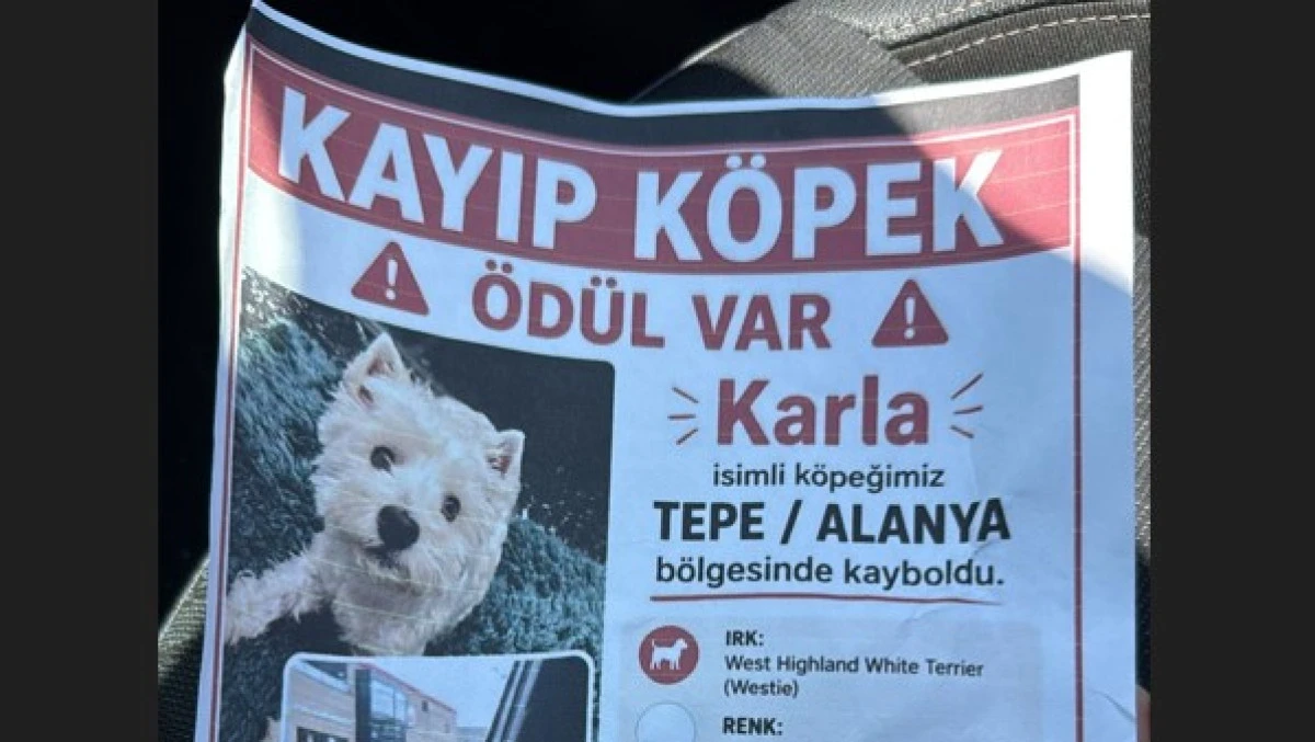 Alanya Yat Limanı B&ouml;lgesinde Kayıp K&ouml;pek Alarmı: Karla İ&ccedil;in 20 Bin TL &Ouml;d&uuml;l