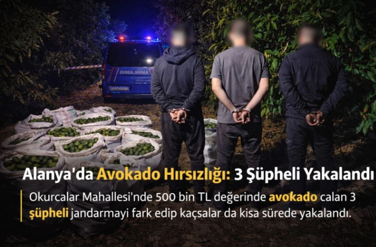 Alanya&rsquo;da Avokado Hırsızlığı: 3 Ş&uuml;pheli Yakalandı