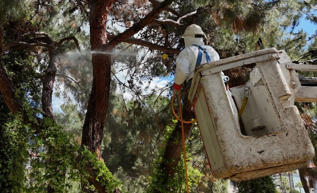 Alanya&rsquo;da &Ccedil;am Kabuk B&ouml;ceğine Karşı Ortak M&uuml;cadele