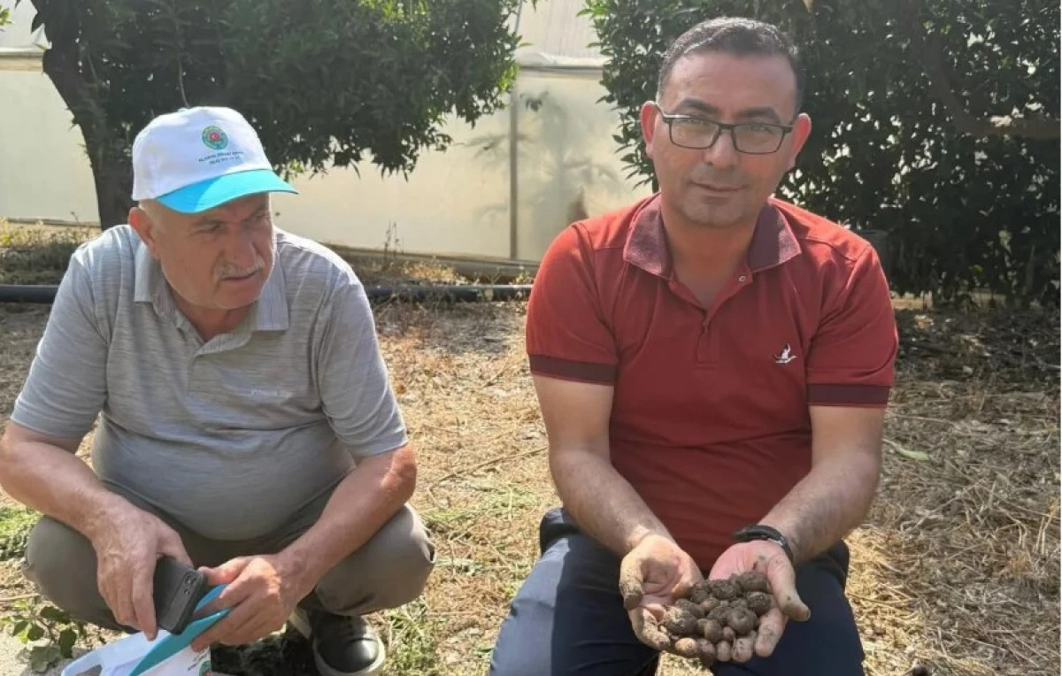 Alanya&rsquo;da Salep &Uuml;retiminde Sevindiren Sonu&ccedil;