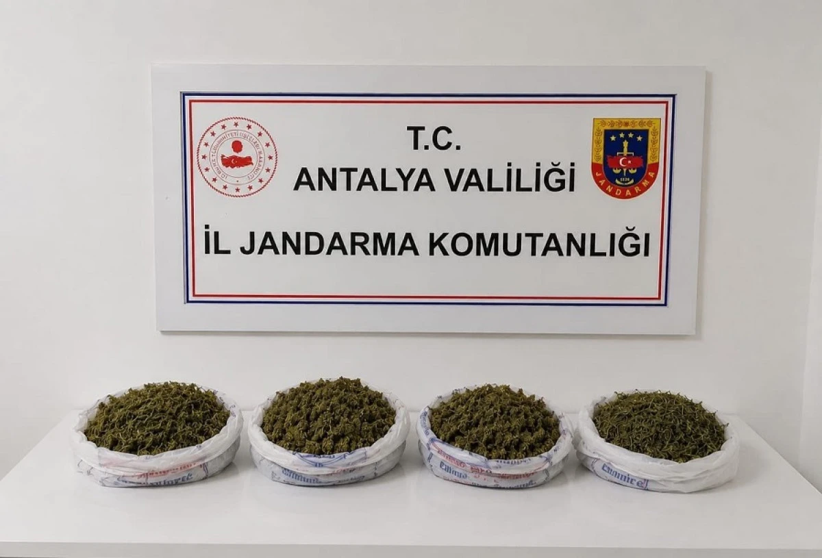 Alanya'da Uyuşturucu Operasyonu: Yaklaşık 2 Kilo Esrar Ele Ge&ccedil;irildi
