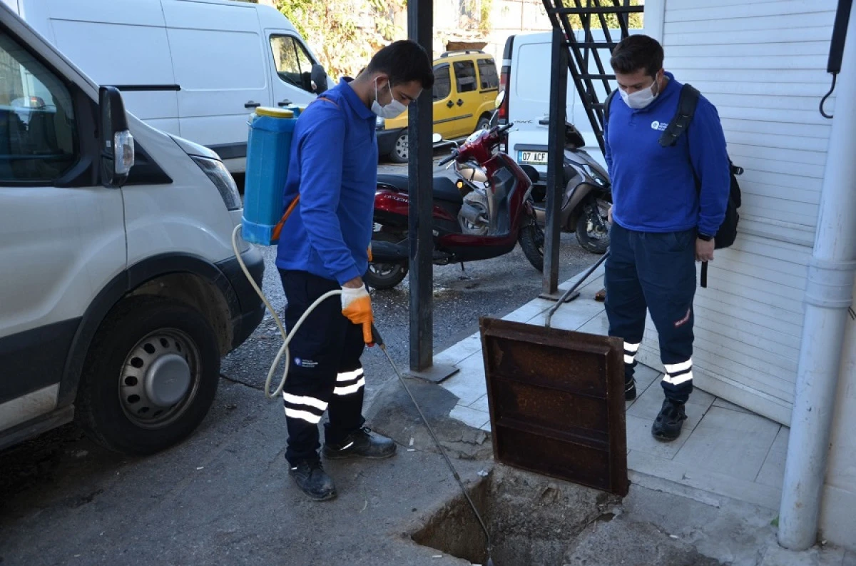 Antalya Büyükşehir’den Alanya’da karasineğe karşı yoğun mücadele