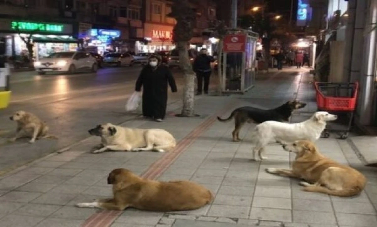 Avsallar&rsquo;da K&ouml;pek Saldırısı: 5 Yaşındaki &Ccedil;ocuk Hastaneye Kaldırıldı