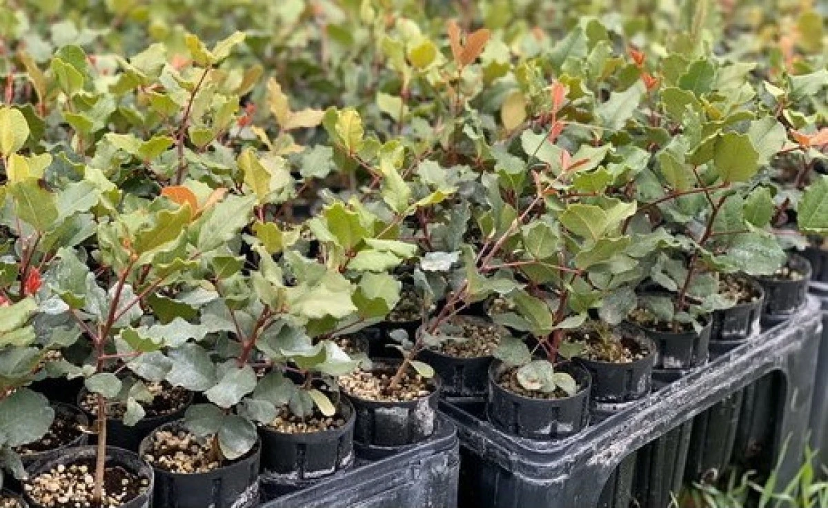 B&uuml;y&uuml;kşehir&rsquo;den Alanya&rsquo;da Ke&ccedil;iboynuzu &Uuml;retimine B&uuml;y&uuml;k Destek