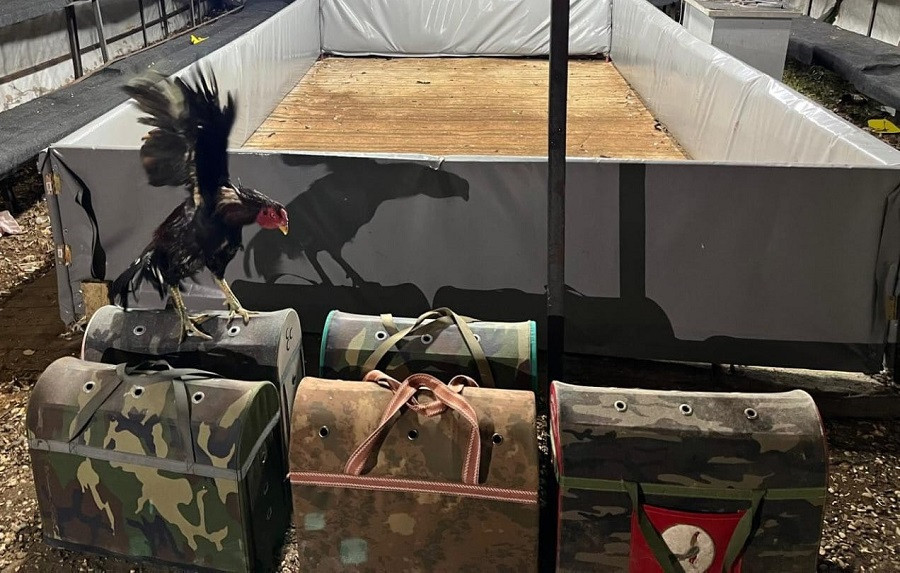 Demre’de Horoz Dövüşüne Baskın: 14 Kişiye Para Cezası