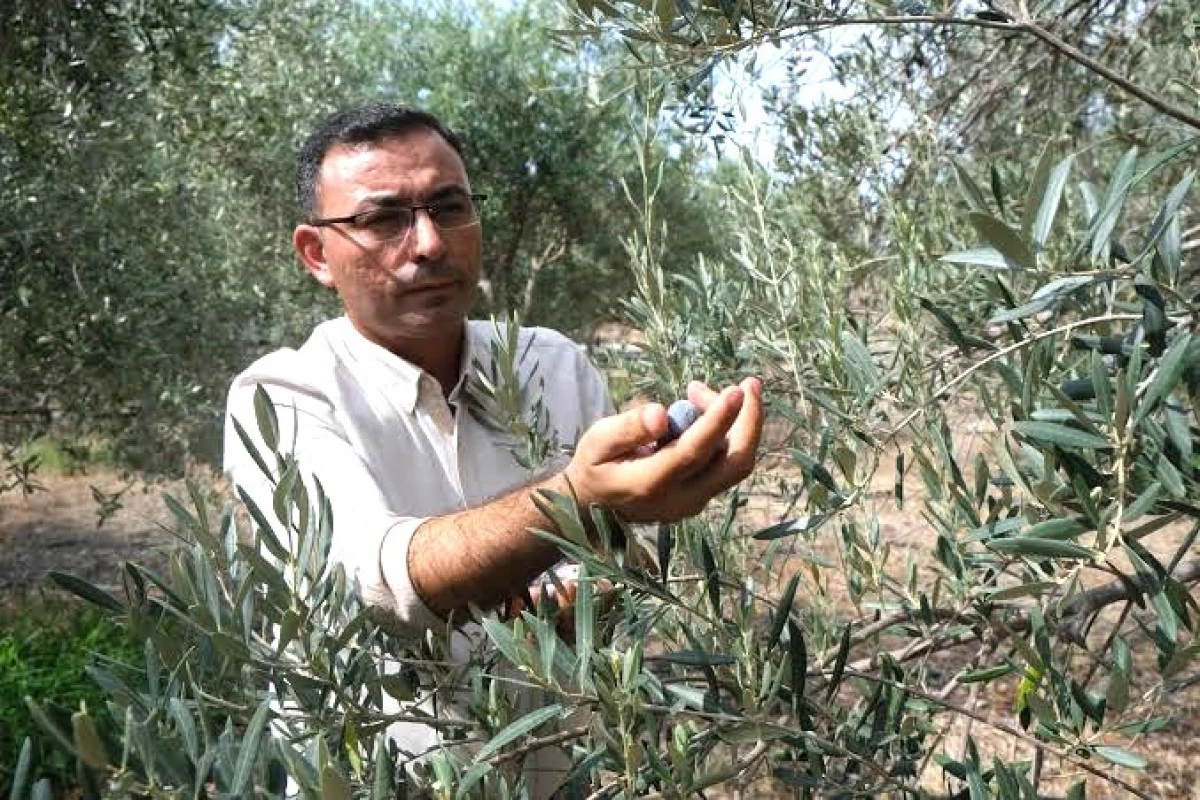 G&ouml;ktepe&rsquo;den Zeytin &Uuml;reticilerine Hasat Uyarısı