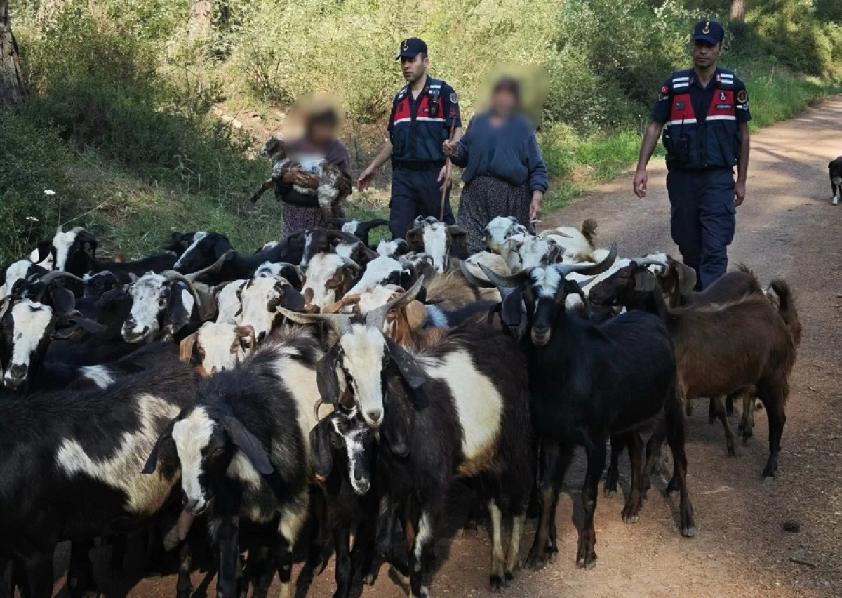 KAYBOLAN 41 KE&Ccedil;İYİ JANDARMA BULDU