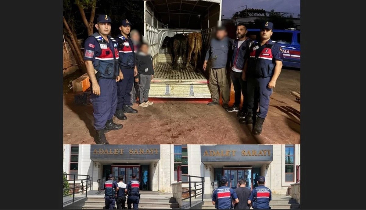Korkuteli&rsquo;de Hayvan Hırsızlığı JASAT Tarafından Aydınlatıldı