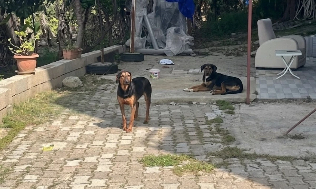 Mahmutlar&rsquo;da Hayvanlara K&ouml;t&uuml; Muamele İddiası: 2 Kişi G&ouml;zaltına Alındı