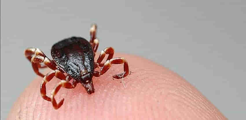 Vücuduna kene yapışan yaşlı adam hayatını kaybetti