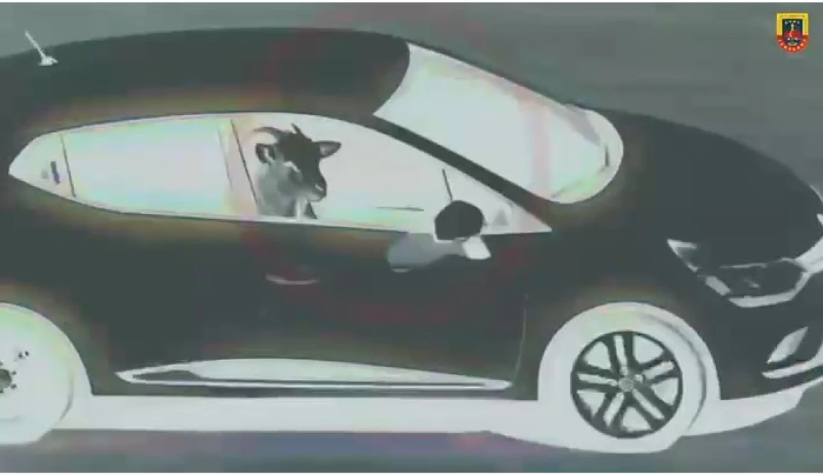 Serik&rsquo;te K&uuml;&ccedil;&uuml;kbaş Hayvan Hırsızlığı Aydınlatıldı: 3 Tutuklama