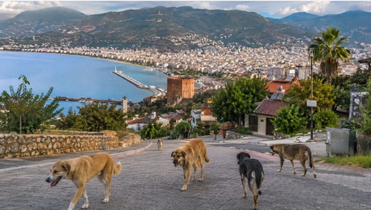 Sokak Hayvanlarında Yeni D&ouml;nem: Hedef Yıl Sonuna Kadar Tamamını Barınaklara Almak