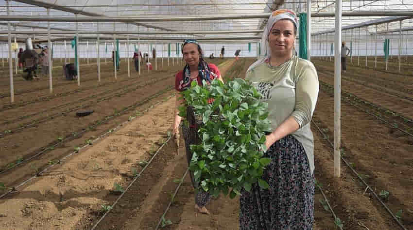 Tamamı ihraç edilen Kaliforniya biber fideleri toprakla buluştu