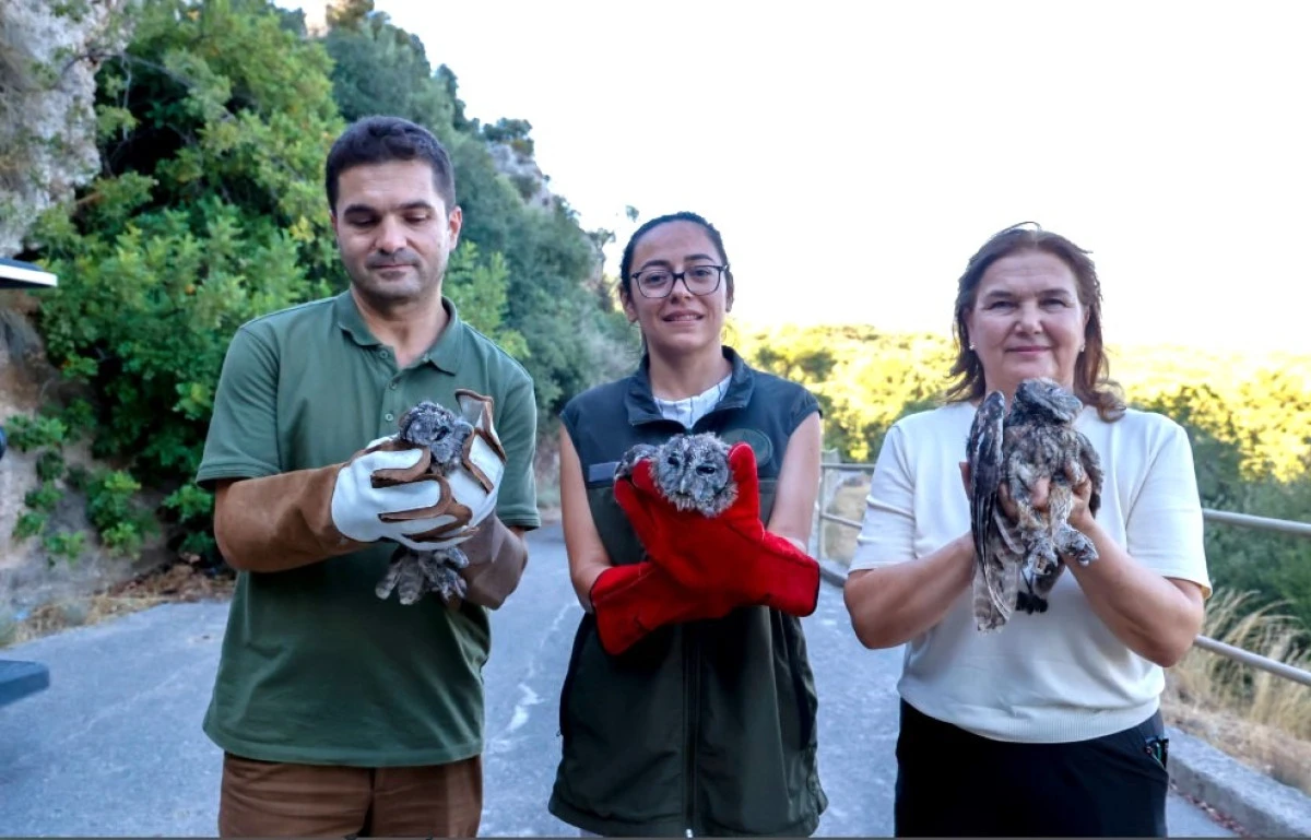 Temel Becerileri Kazandırılan Baykuşlar Doğal Yaşam Alanlarına Bırakıldı