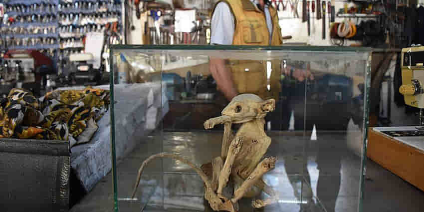 Türü bilinmeyen hayvan iskeletini özel yerde saklıyor