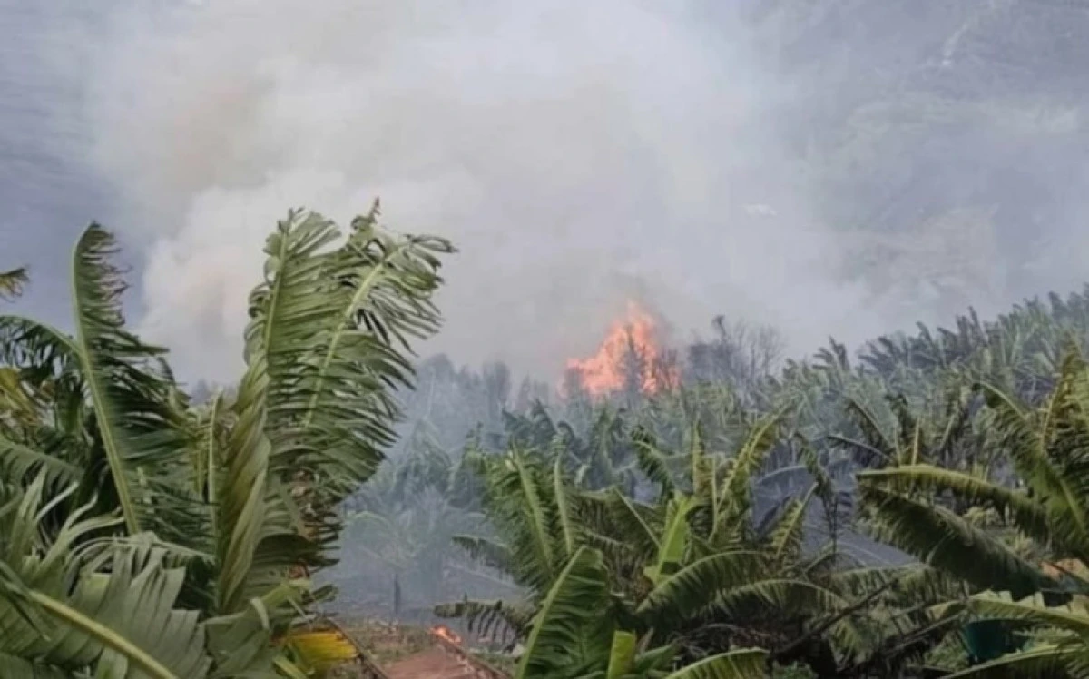 Yeşil&ouml;z Mahallesi&rsquo;nde Muz Serasında Yangın Paniği