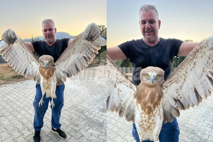 Alanya’da Yaralı Kartal Badem Ağacı Mahallesi’nde Bulundu, Tedaviye Alındı