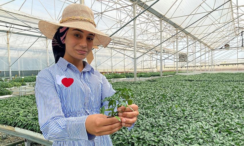  Antalyalı çiftçilerin domatese talebi yüzde 30 arttı