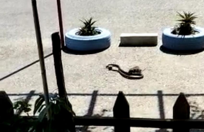 Farenin yavrusunu kapan yılanla mücadelesi