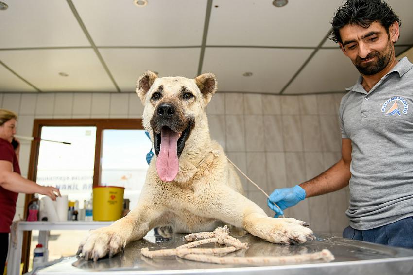 Kamyonetin arkasında sürüklenen köpek tedavi altına alındı