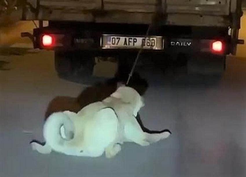  Köpeği kamyonun arkasına bağlayan vicdansız sürücü pes dedirtti
