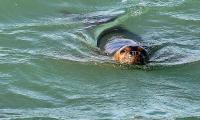 Akdeniz foku, Boğaçayı'nda avlanırken objektiflere yakalandı