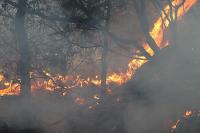 Alanya’da ikinci orman yangını büyümeden söndürüldü