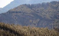 Alanya'da ormanlara giriş yasağı uzatıldı