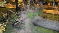  Antalya'da hortum ağaçları kökünden söktü