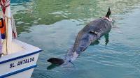 Antalya'da kıyıya yalancı katil balina ölüsü vurdu