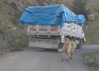  Köpeğini zincirle kamyonuna bağlayıp yolculuk yaptı