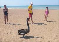 Koruma altındaki Siyah Kuğu, Türkiye'de ikinci kez Antalya'da görüldü