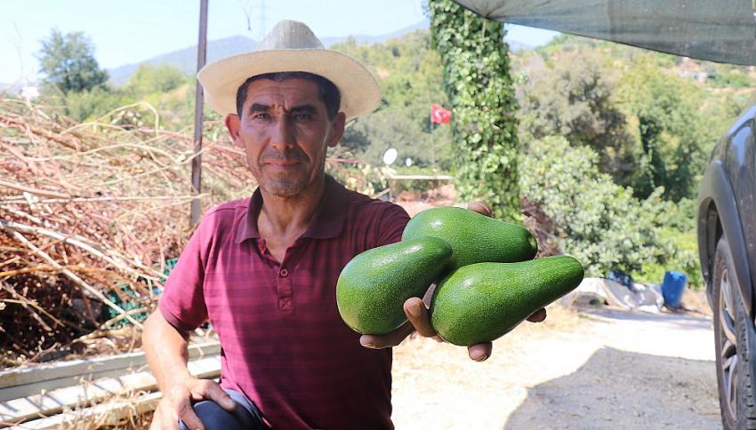 Türkiye’nin yüzde 70 avokado üretimi yapılan Alanya’da hasat heyecanı